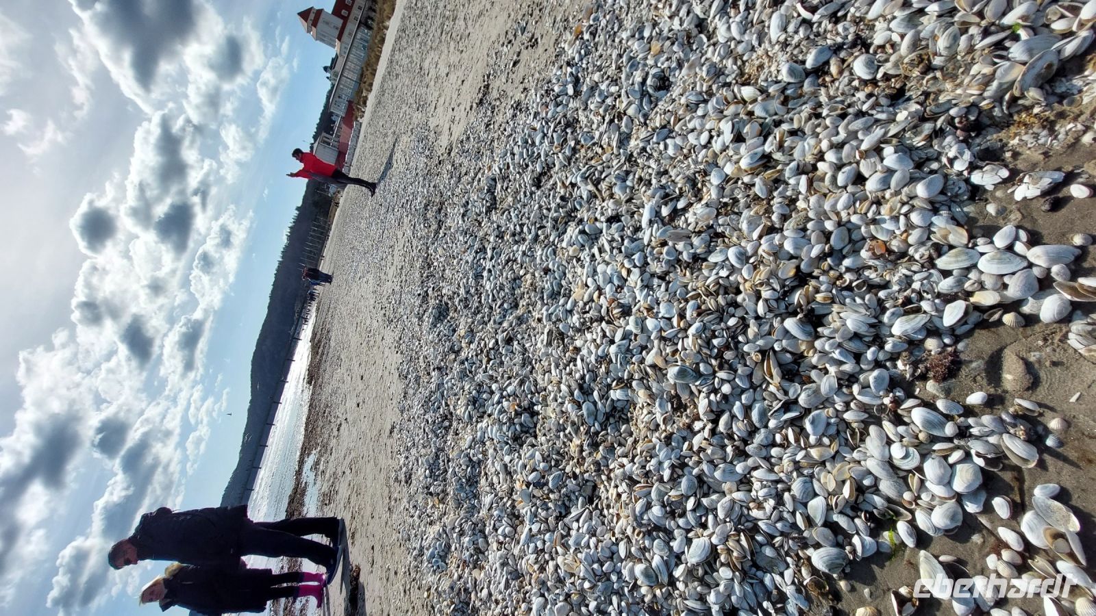 der Wassersaum ist voll davon....