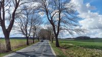 Allee---typisch für Rügen