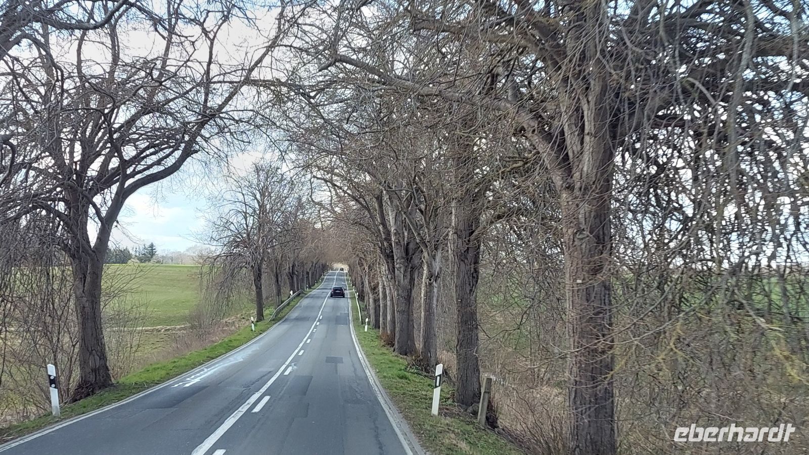 Allee mit Weidenbäumen