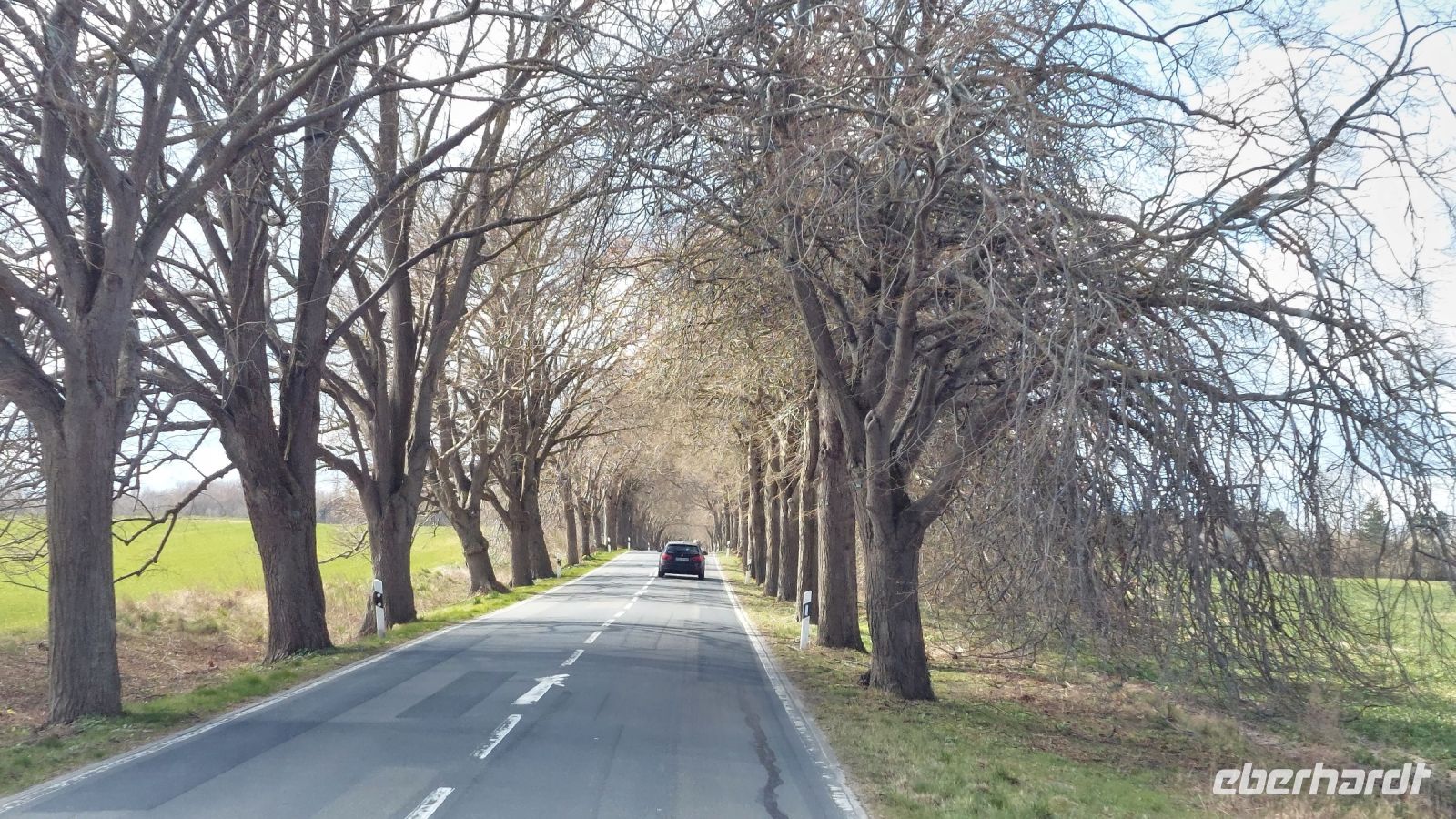 im Sommer ein grünes Blätterdach