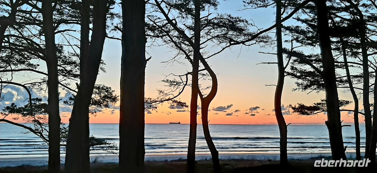 Dünenwald in der Morgendämmerung