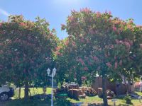 herrliche Fliederblüte 