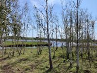 Birkenwäldchen am Neuensiener See 