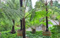 Besuch des Botanischen Gartens in Dresden - Baumfarne