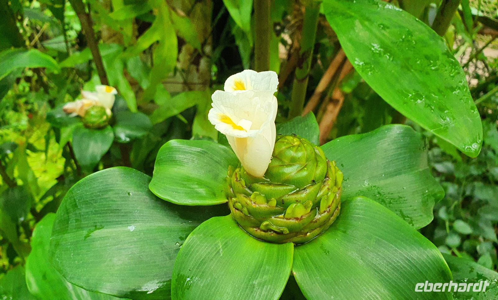 Besuch des Botanischen Gartens in Dresden - Tropenhaus