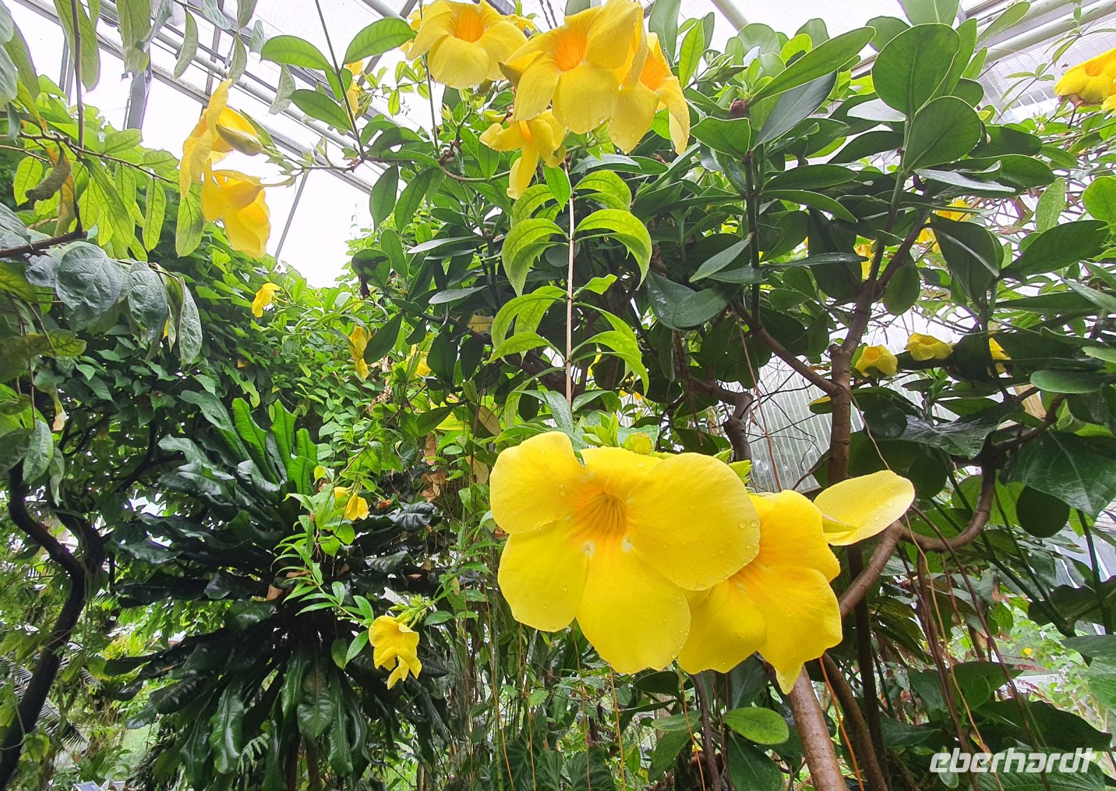 Besuch des Botanischen Gartens in Dresden - Tropenhaus