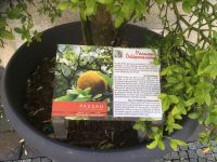 Passauer Goldpomeranzen