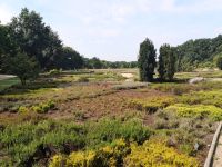 Vielfalt der Heidepflanzen