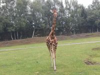 Giraffe im Serengeti Park