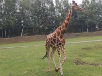 Giraffe im Serengeti Park