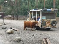 Schottisches Hochlandrind