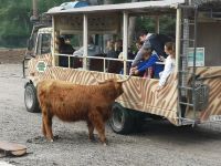 Zutrauliches Hochlandrind