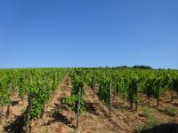 Rüdesheim: Rundfahrt mit dem Winzerexpress