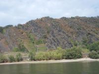 DSCN6733.JPG   Weinanbau Rhein