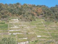 DSCN6786.JPG    Weinbau Mosel