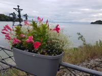 Blumeninsel Mainau (6)