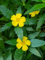 Blumeninsel Mainau (29)