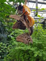 Blumeninsel Mainau (32)