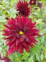 Blumeninsel Mainau (43)