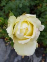 Blumeninsel Mainau (56)