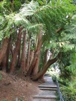 Blumeninsel Mainau (60)