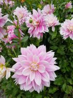 Blumeninsel Mainau (94)