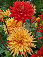 Blumeninsel Mainau (95)