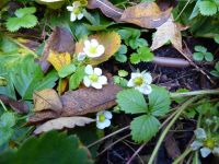 Tag 6 Weingut Othegraven, im Park 