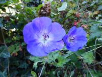 Tag 6 Weingut Othegraven, im Park