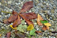 Berchtesgadener Land - Königssee - St. Bartholomä - Herbst-Stimmung