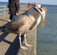 Möwe hat Fisch gefangen