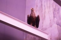 Rügenrundfahrt Nationalparkzentrum Adler