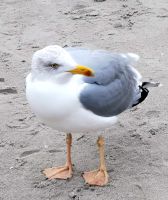 Wir werden beim Strandspaziergang beobachtet
