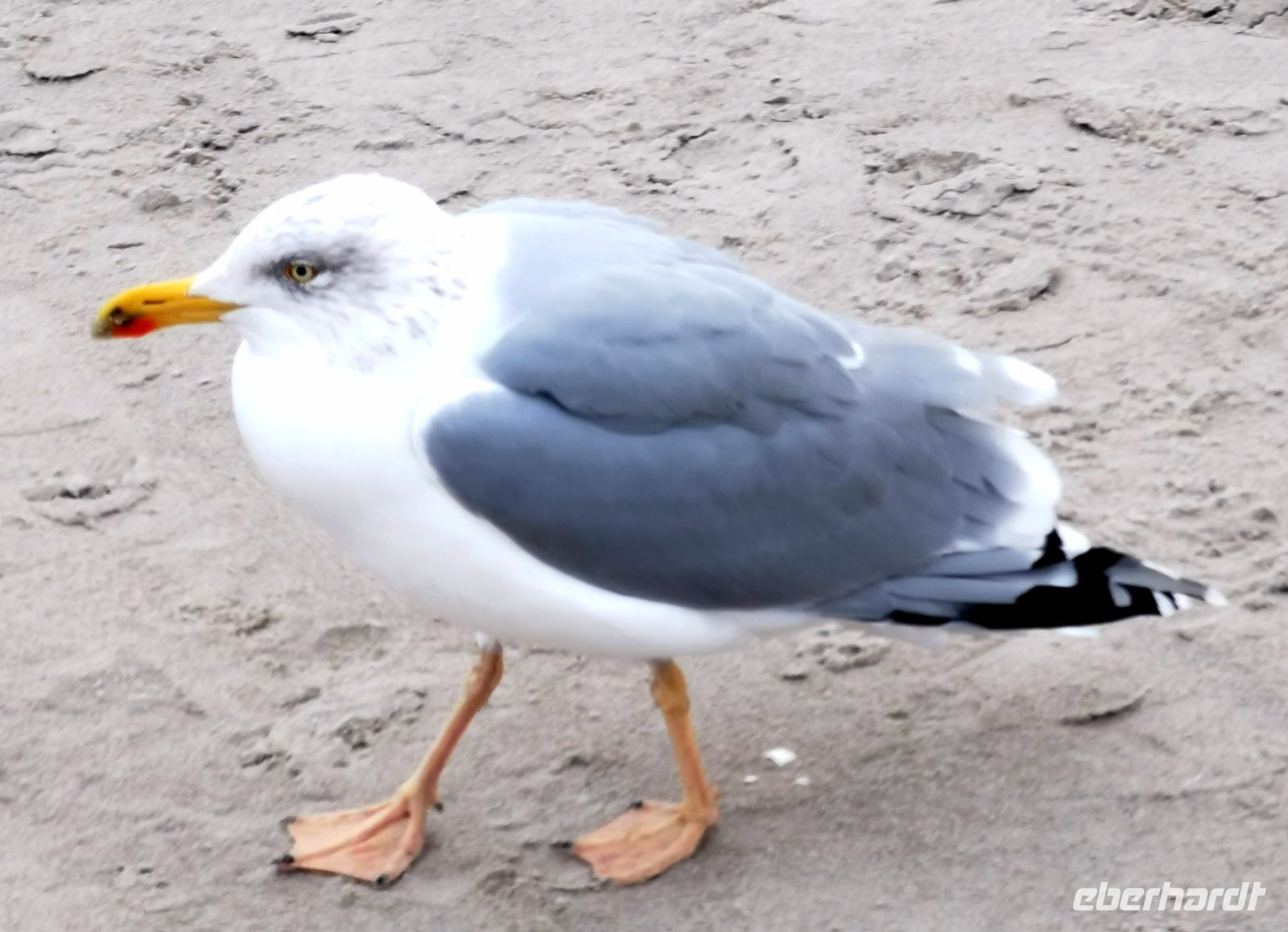 Und dann entschließt sich Möwe Jonathan, ein Stück mit uns zu spazieren