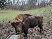 Wildpark Gersfeld