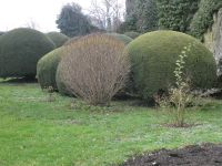 Gartenkunst mit der Heckenschere