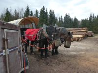 Pause auf unserer Planwagenfahrt