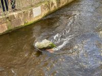 3. Reisetag – Stadtführung in Freiburg – Gewerbekanal mit Krokodil