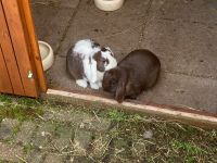 5. Reisetag – Besuch der Landmetzgerei Pfau in Herzogsweiler – 2 tierische Bewohner