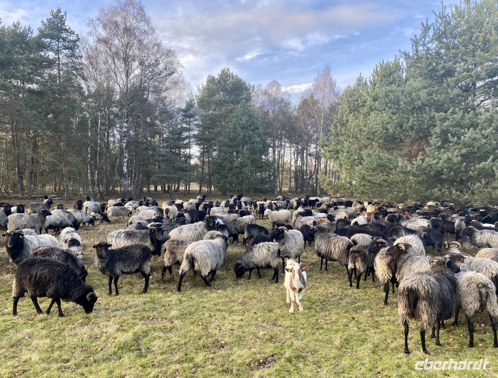 Tag 4 - Schäfertreffen in der Heide