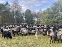 Tag 4 - Schäfertreffen in der Heide