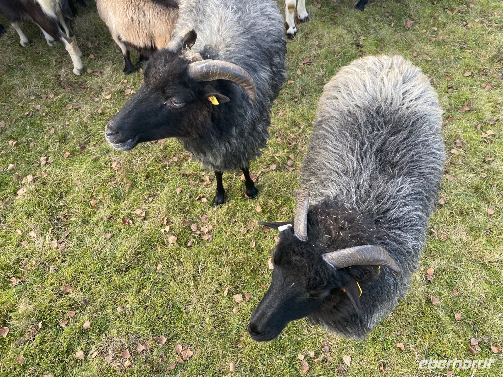 Tag 4 - Heidschnucken 