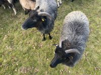 Tag 4 - Heidschnucken 