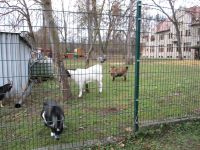  Tierpark hinter dem Hotel 