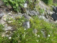 Bad Heilbrunn - Kräutergarten 