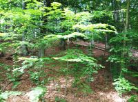 Buchenwälder auf der Strecke von Binz nach Sellin