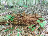 Kloster, Wanderung zum Leuchtturm