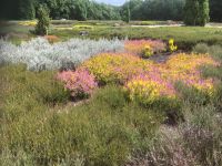 Heidekraut- Zuchtformen &ndash; &copy; Ina Lakermann (Eberhardt TRAVEL)