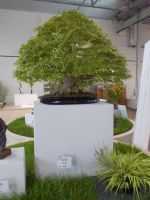 DSCN7601.JPG   Asia Halle BUGA