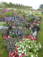 DSCN7604.JPG    Blütenmeer Spinelli Park